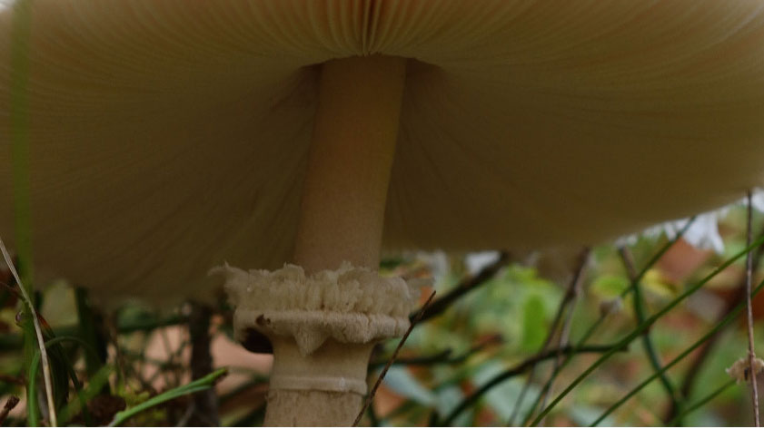 Im Pilzwald. Spitzenschirmchen