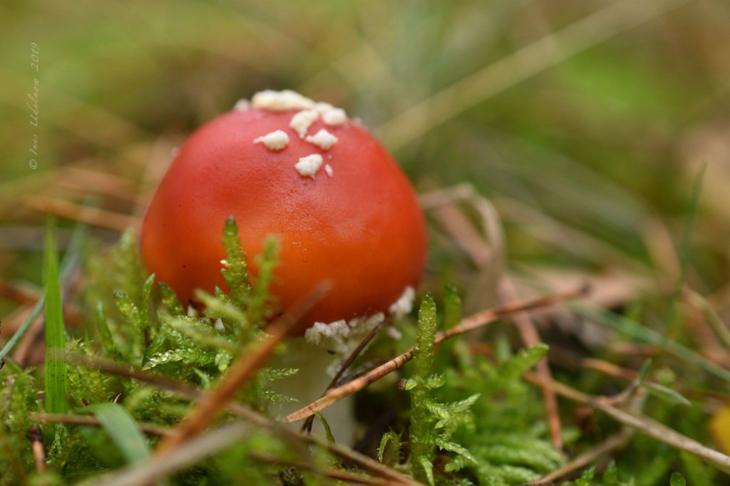Im Pilzwald. Rotkäppchen