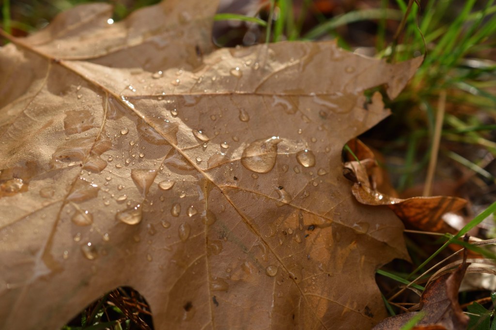Herbstleuchten. Stilles Glück