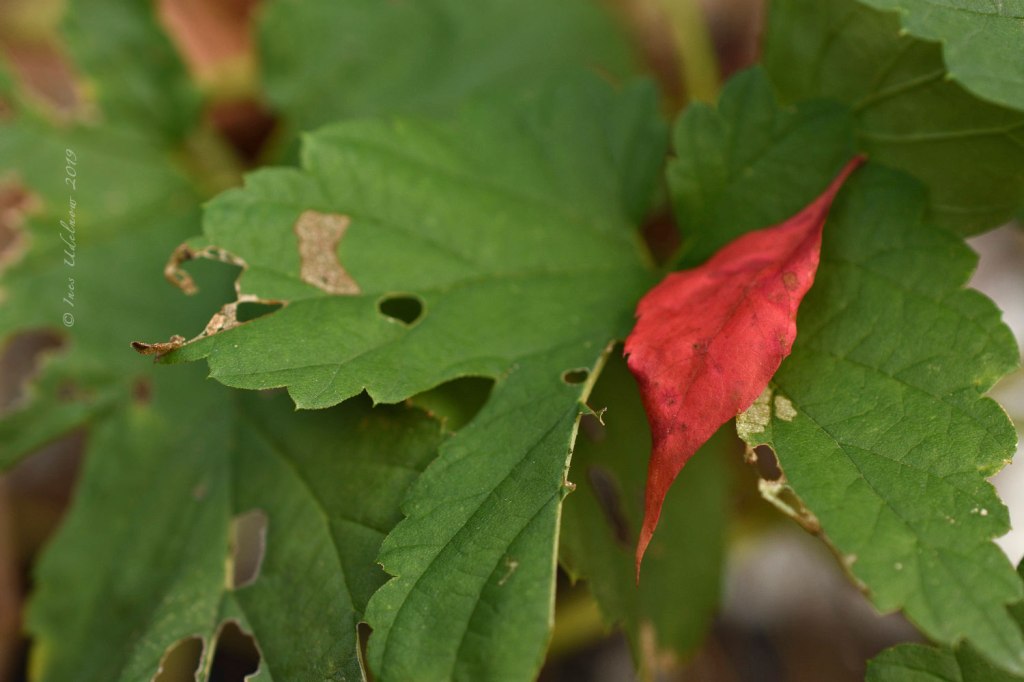 Herbstleuchten. Goldenes Oktoberrot