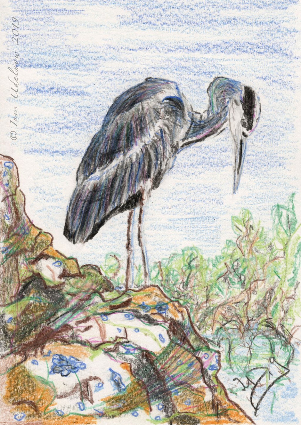 Buntstiftzeichnung. Graureiher