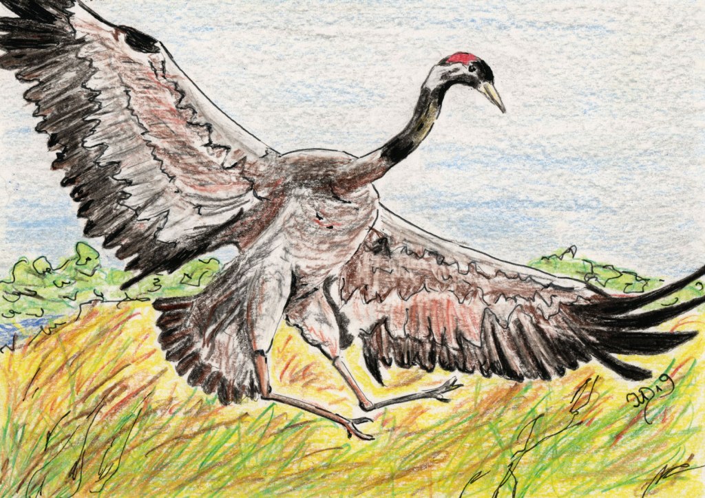 1000 Kraniche. NO 12 oder 13. Buntstiftzeichnung