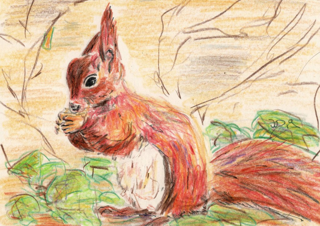Eichhörnchen – Buntstift-Zeichnung und Fotos