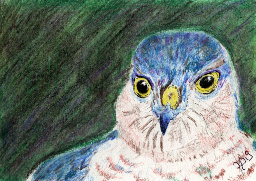 Sperber und Co. Buntstiftzeichnung und&nbsp;Fotos