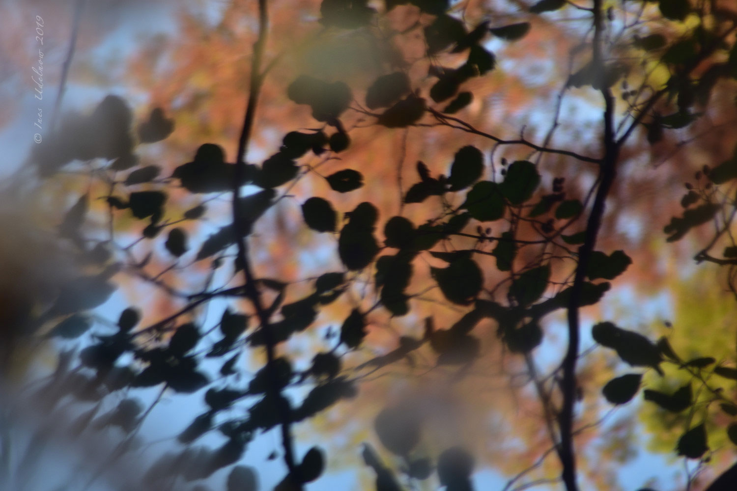 Kleines Wasserballett, © Ines Udelnow 2019