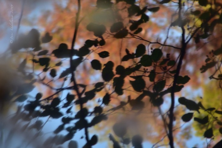 Kleines Wasserballett, © Ines Udelnow 2019