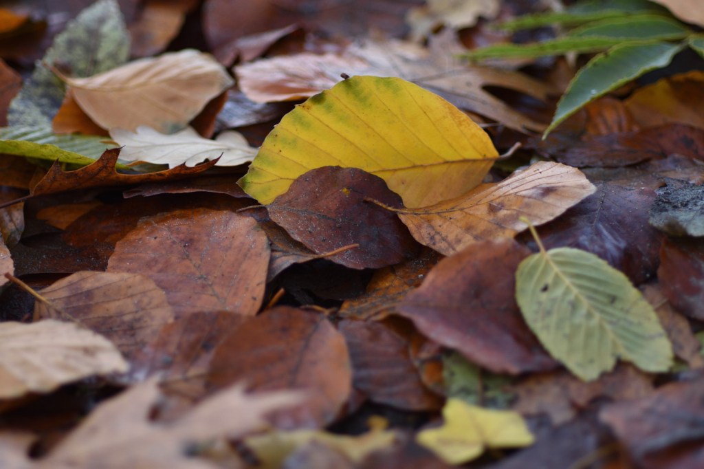 Herbstleuchten. Wald- und&nbsp;Wiesenmantel