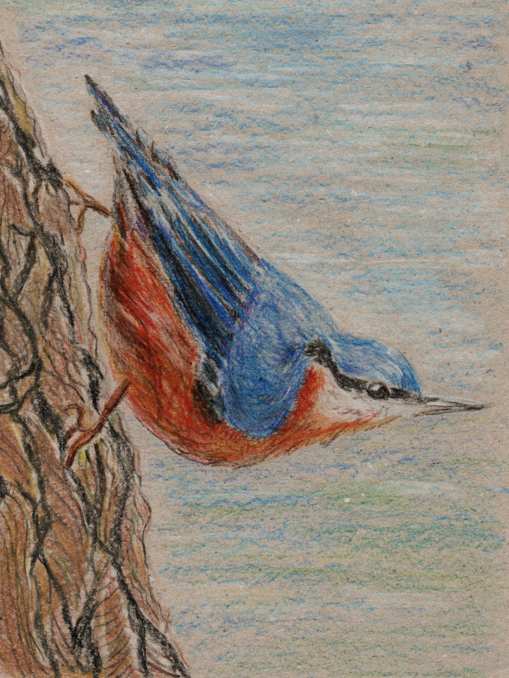 Buntstiftzeichnung Kleiber