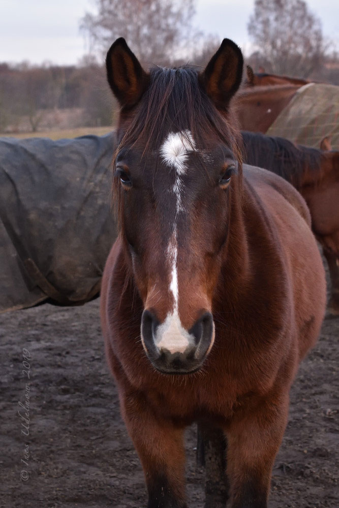 Schönheiten am Koppelzaun