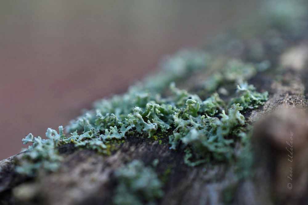 Nahaufnahme. Moos- und Flechtenwelten
