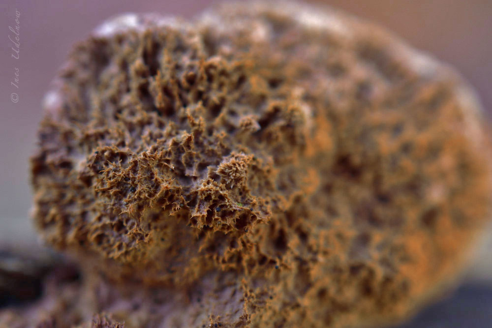 Nahaufnahme. Baumpilzwelten