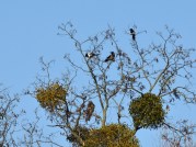 20191219_natur_52_KL