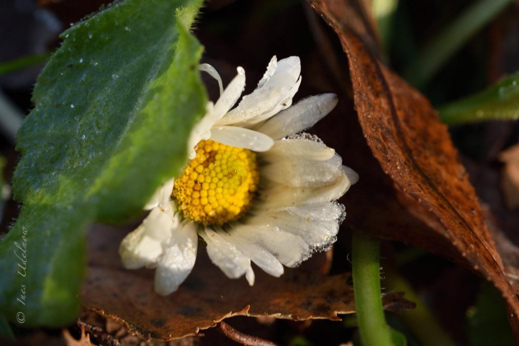 Ein Eisblumengruß zum&nbsp;Wochenende