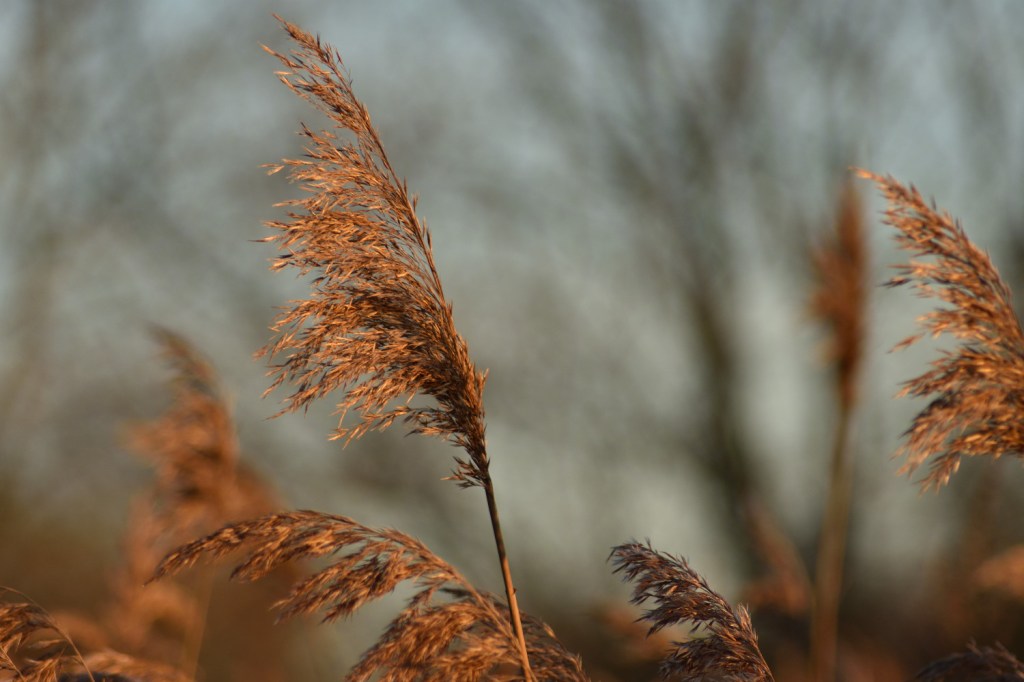 Schilfwedel im Abendlicht