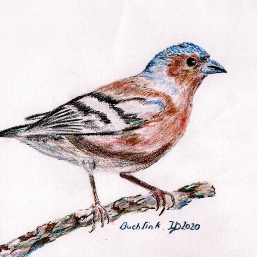 Woche der Wintervögel (4). Buntstiftzeichnung Buchfink, männlicher Vogel