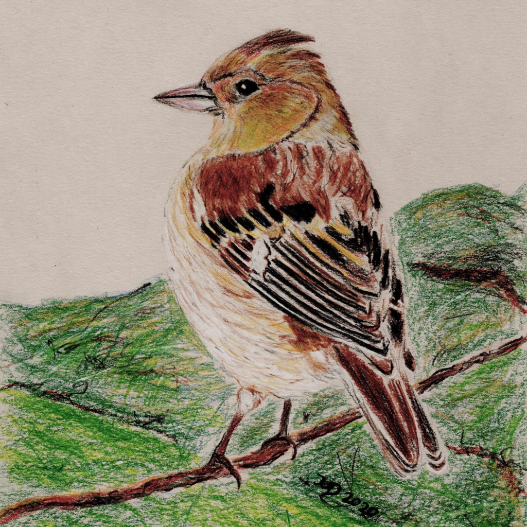 Woche der Wintervögel (3). Buntstiftzeichnung Buchfink