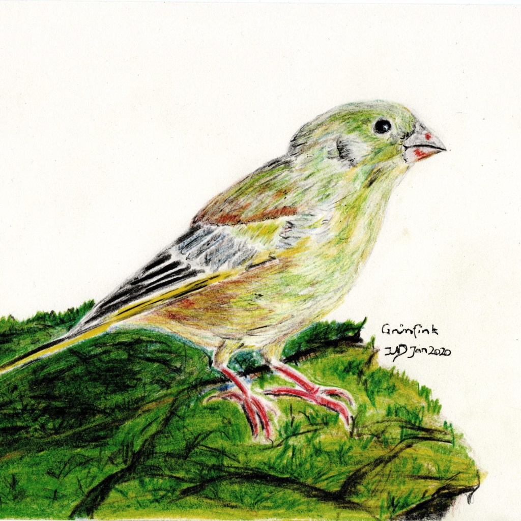 Woche der Wintervögel (5). Grünfinkmännchen, Buntstiftzeichnung