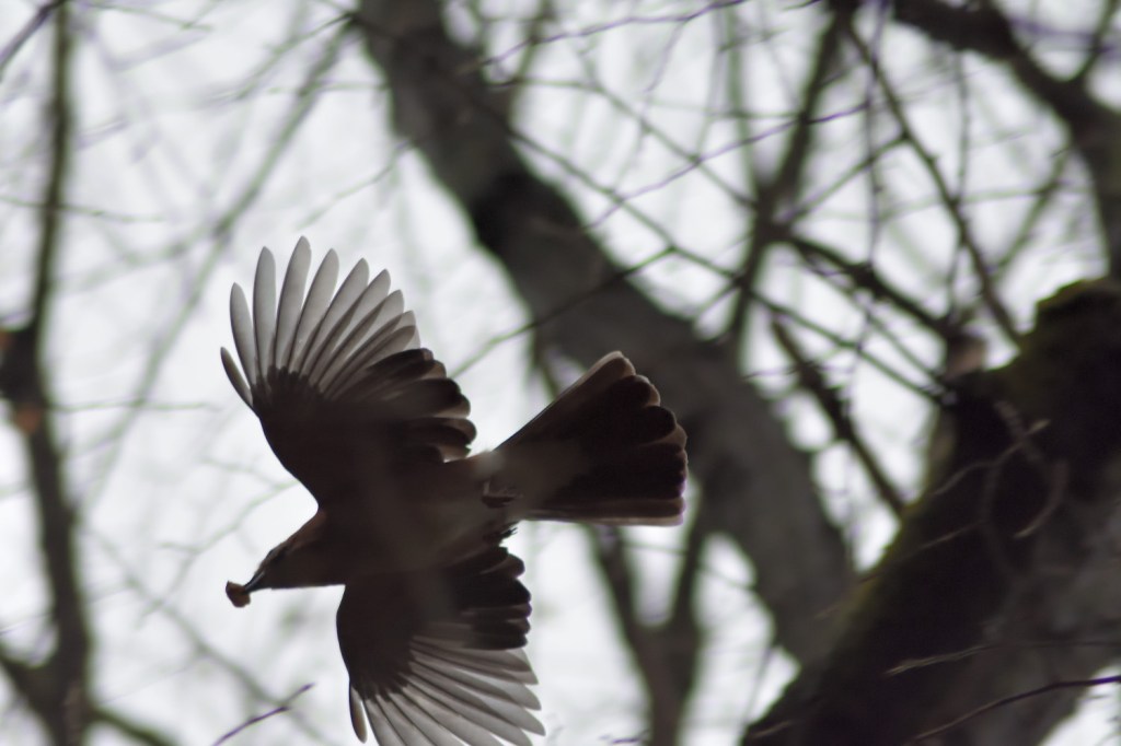 Woche der Wintervögel (7). Die Zählung