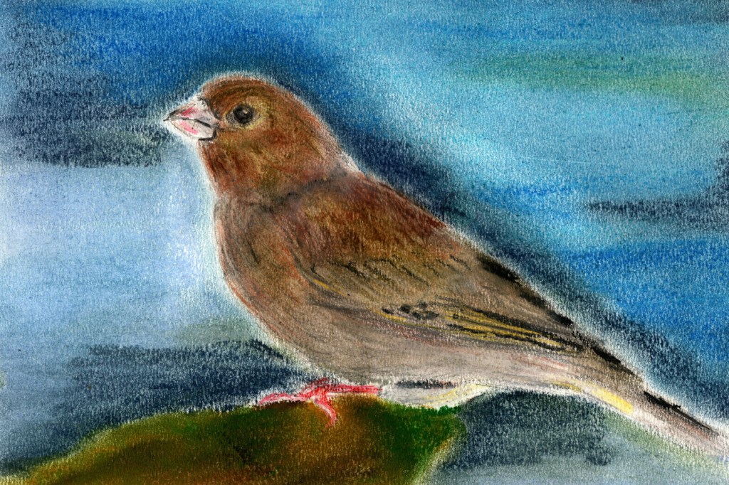Woche der Wintervögel (6). Grünfink, Zeichnung mit Pastellkreiden