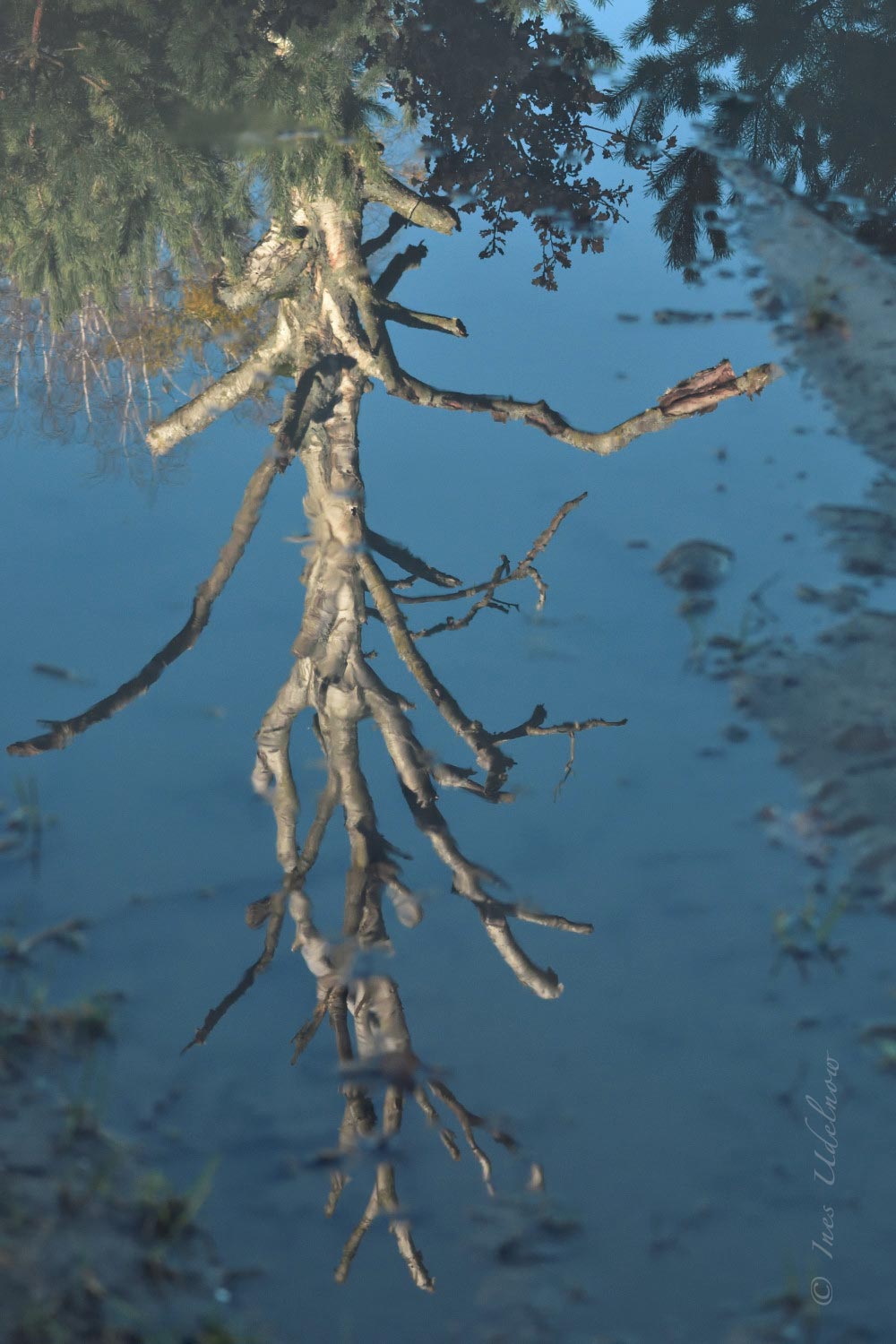 Perspektivwechsel. Birkenspiegel