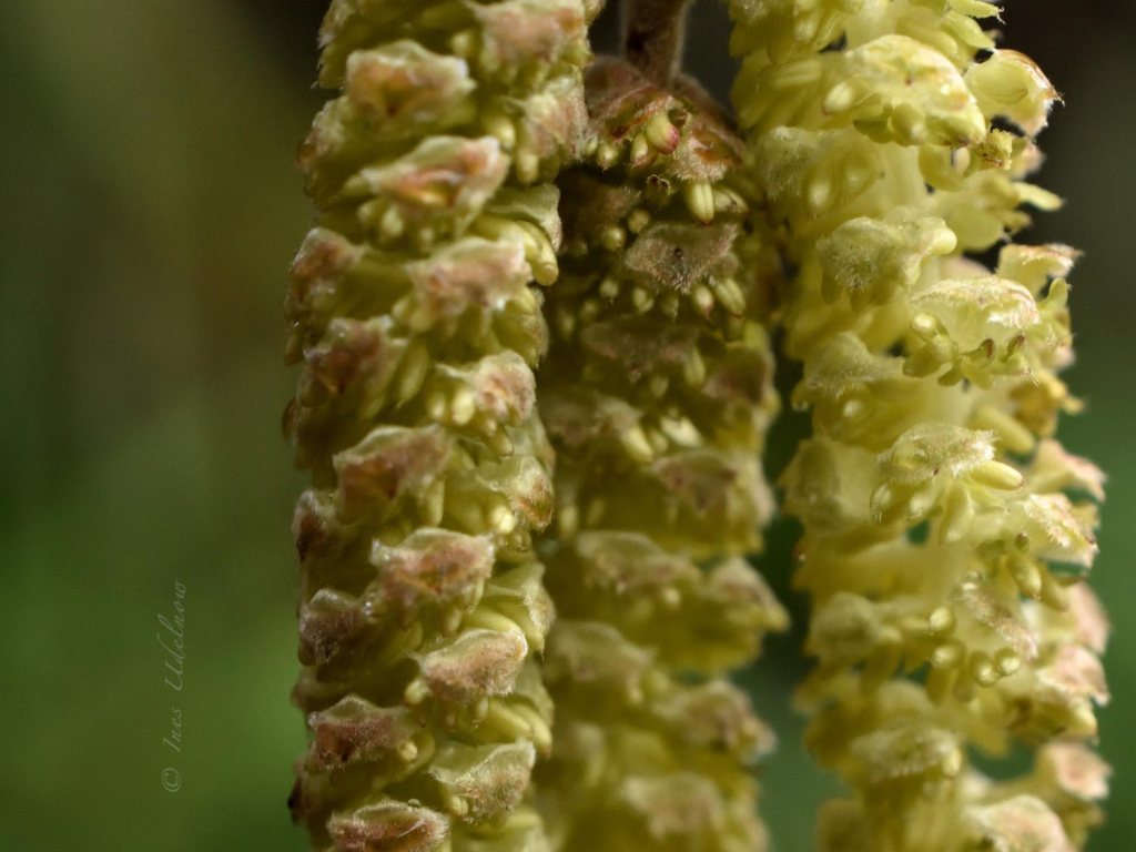 abc.etüde 03/2020. Miniatur über die Haselkätzchen