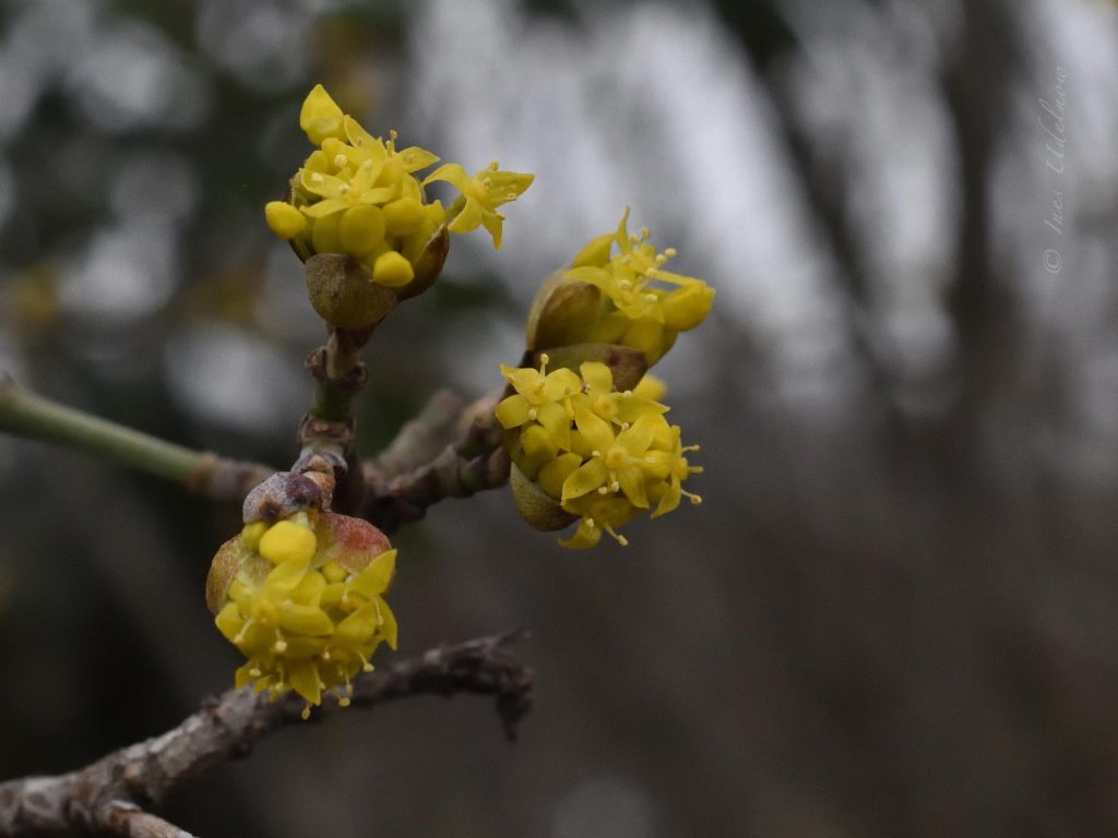 Früher Vorfrühling mit Kornellkirsche, Schöllkraut und Co
