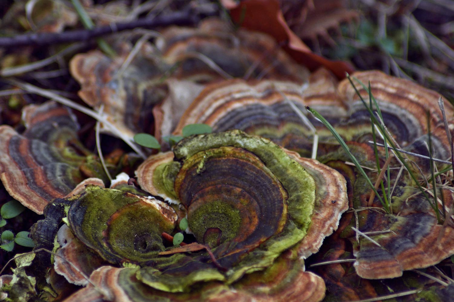 20200217_natur_144_KL