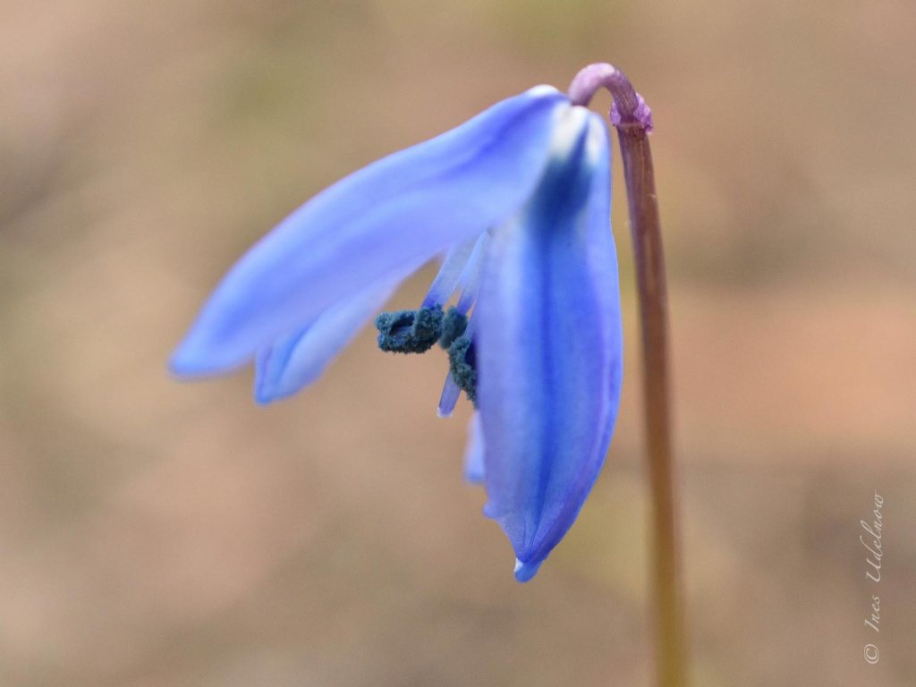 Von nahem betrachtet. Sibirischer Blaustern