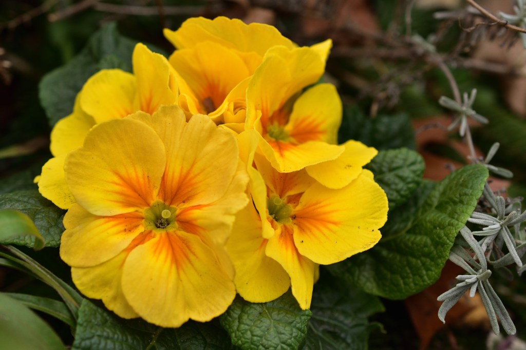 Primelblütenfrühlingsgruß