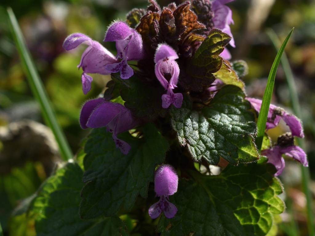 Nesselschöne Bienenweide