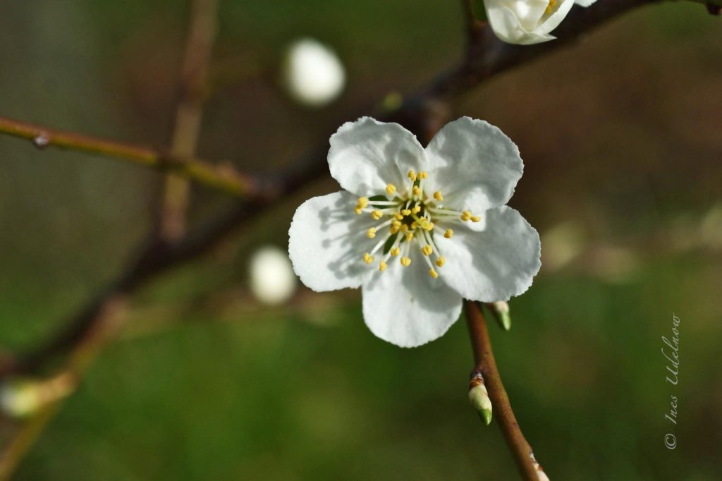 Blütentanz zum Ersten März