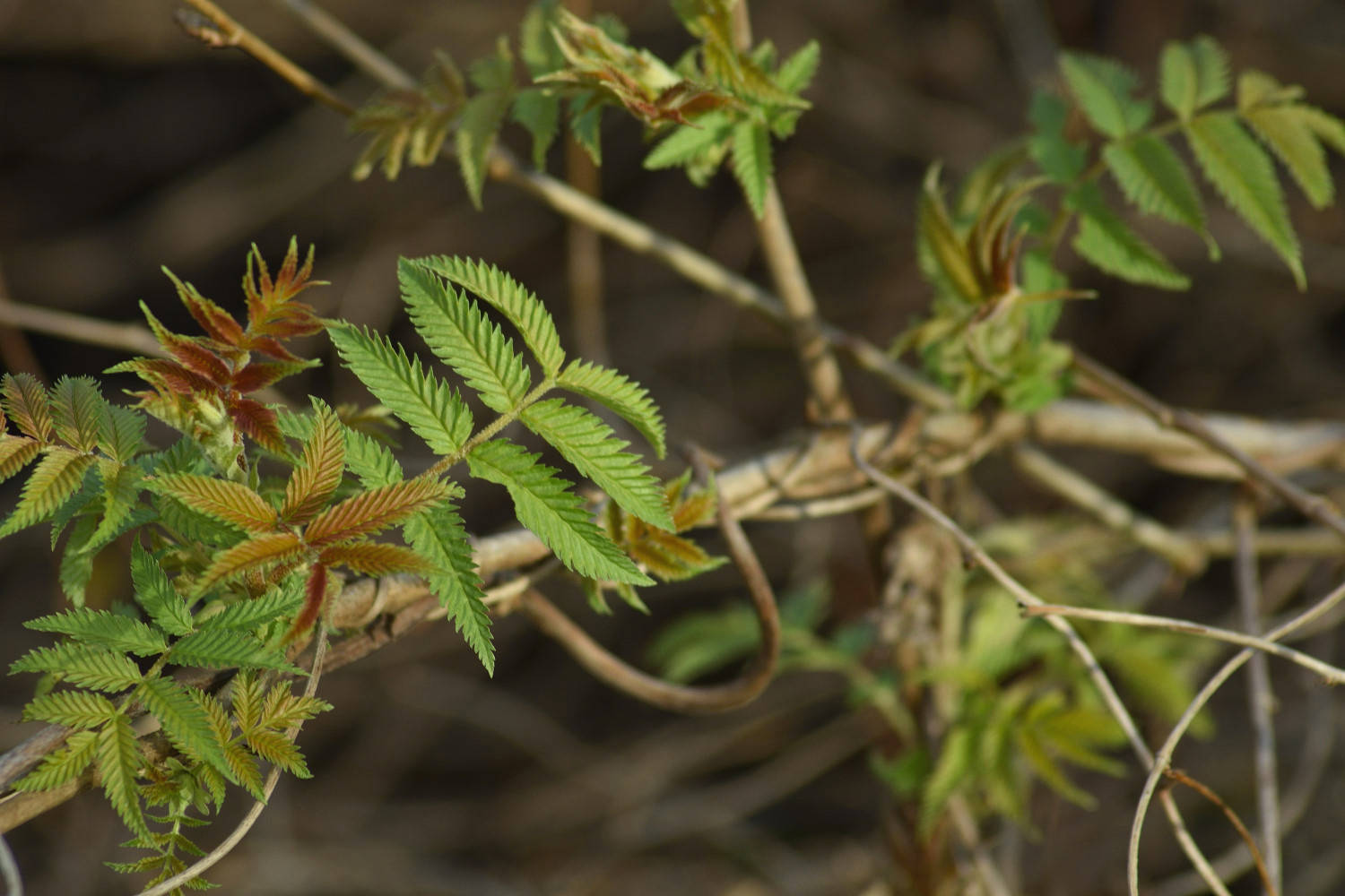 20200229_Natur_86_KL