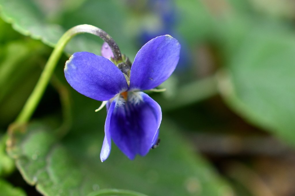 Das erste Veilchen