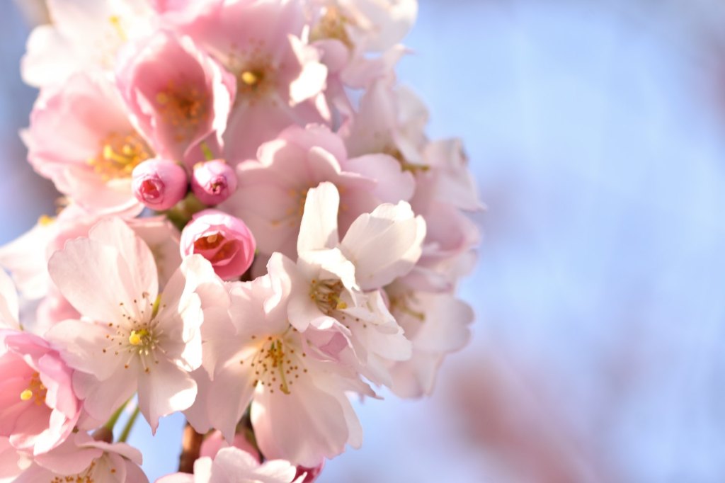 Prunusblüten himmelwärts