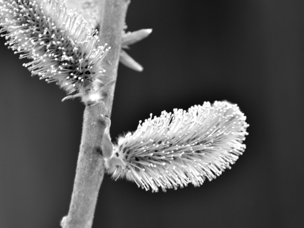 Weidenkätzchen schwarz und weiß