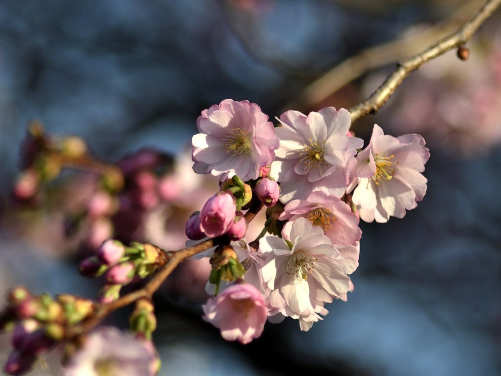 Solidarisches Handeln oder Me-and-My-family-first-Prinzip. Gedanken unter Blütenzauberhimmel