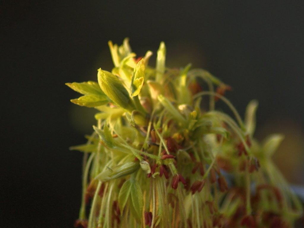 Faszination Eschenahorn. Blüte im&nbsp;März