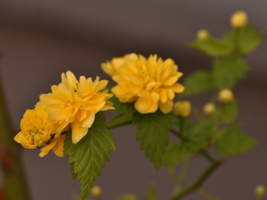 Überlebt. Ein Hoffnungsblütengruß