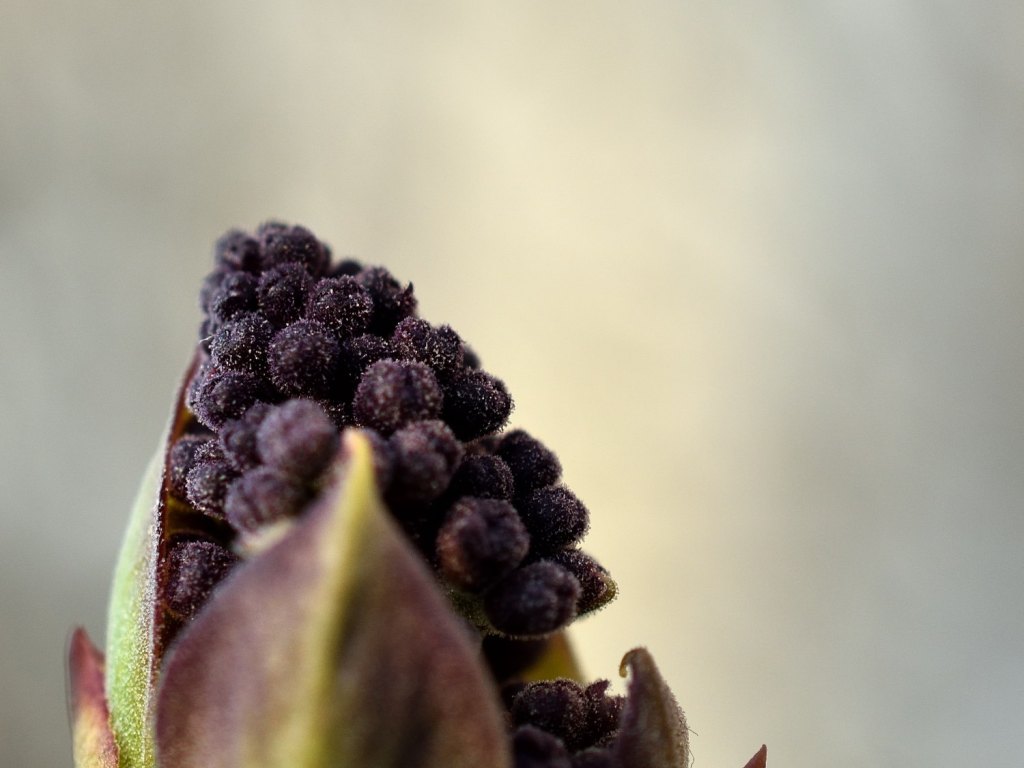 Von nahem betrachtet. Der Sonne entgegen