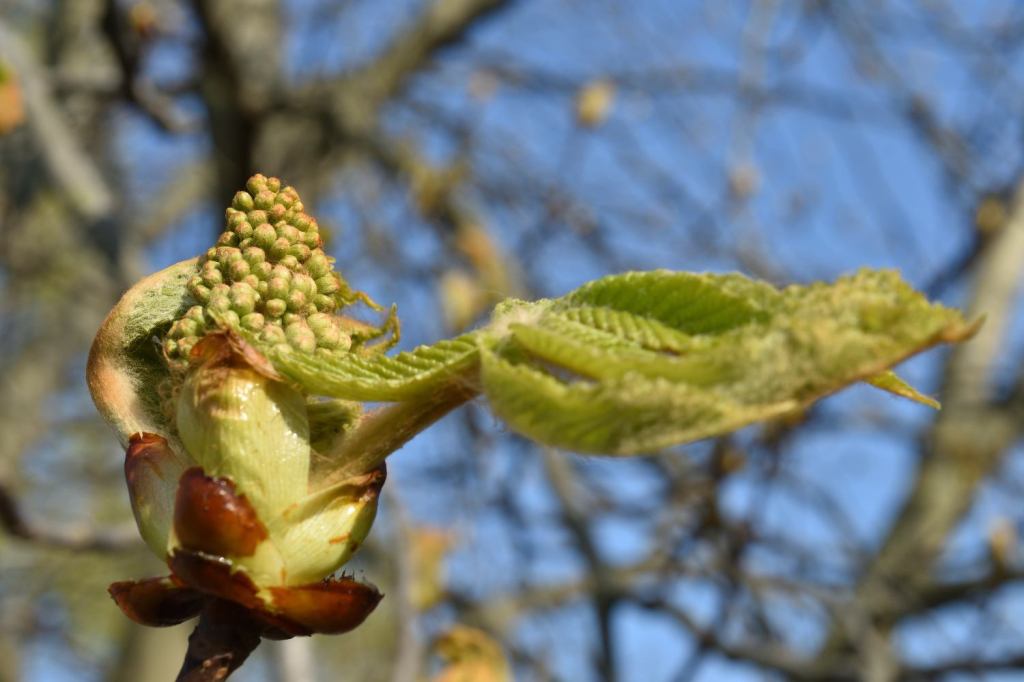 Kastanienblütenknospen. Es entwickelt&nbsp;sich