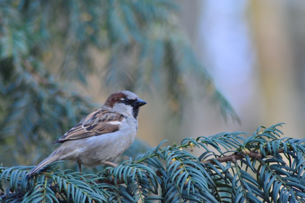 Karfreitagsvogelgruß