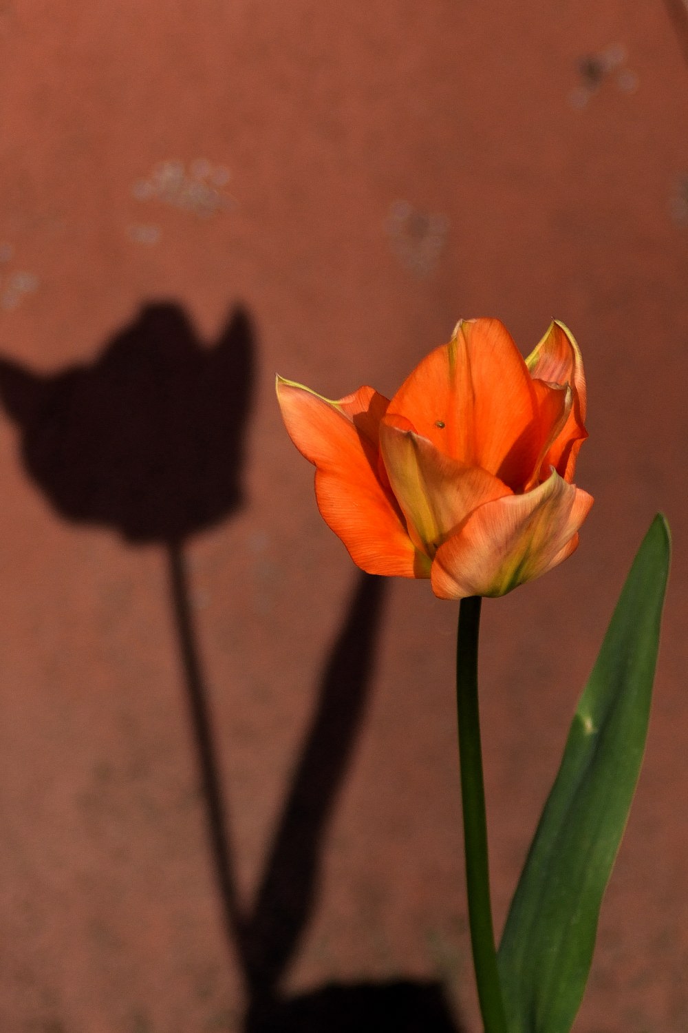 Schattenspiel. Tulpe