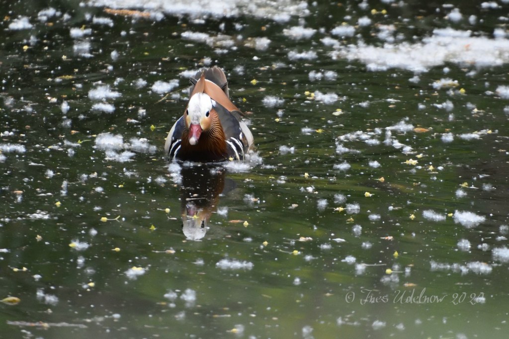 Mandarinerpel im Wolkenbad