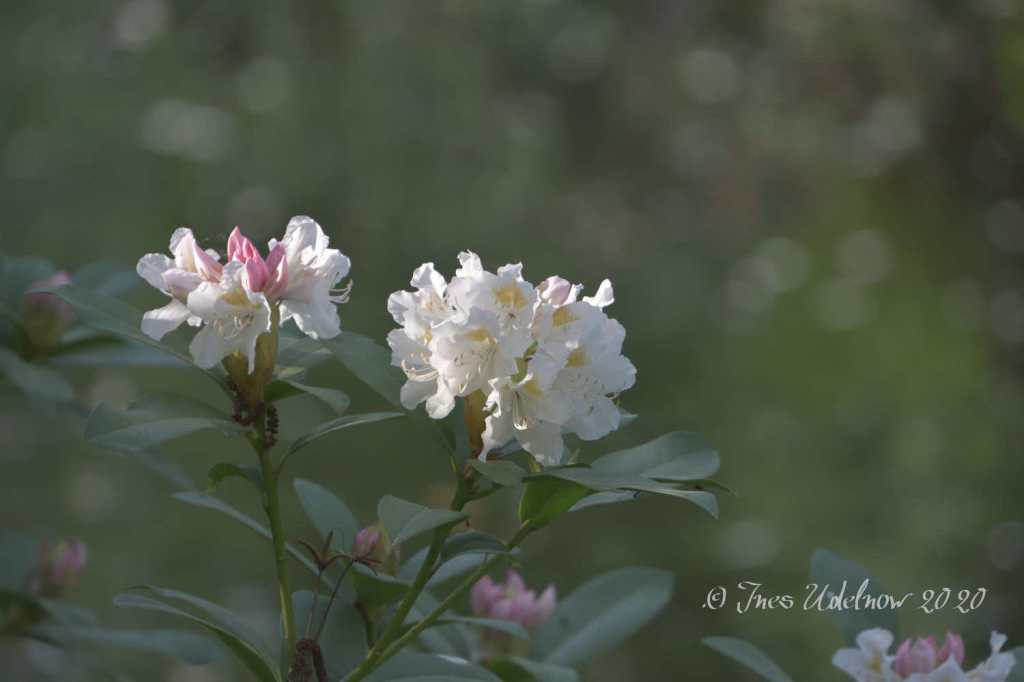 Der weiße Rhododendron&nbsp;…