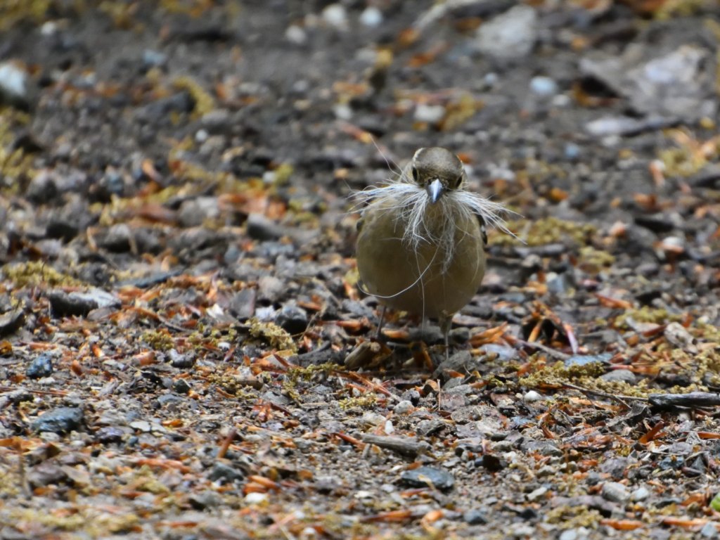 Buchfinkendame mit Bart