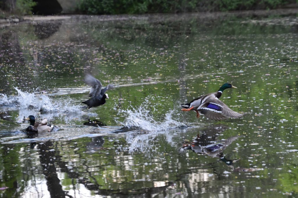 Zurück zu den Blässhühnern