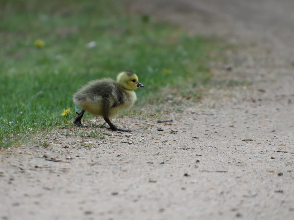 Kanadagänschen als Minis