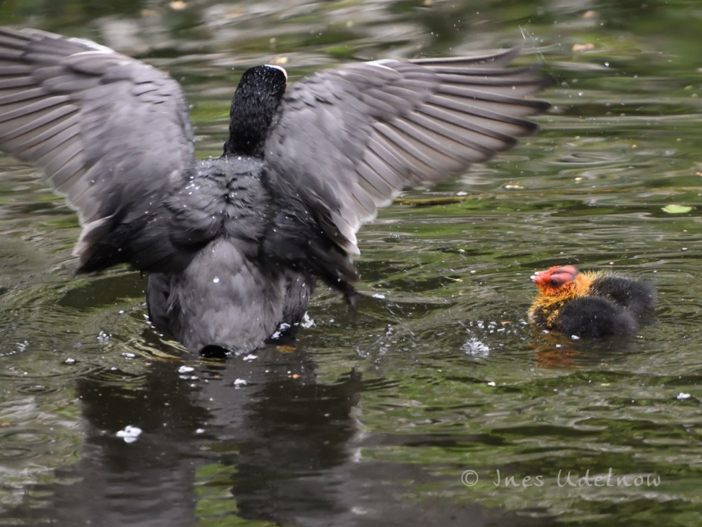 Stadtidylle. Blässhuhnnachwuchs