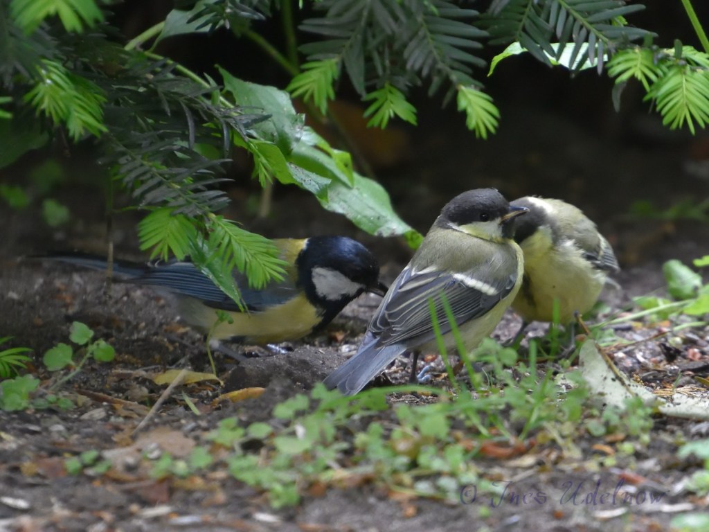 Kohlmeisenspektakel. Jungvogelfütterung