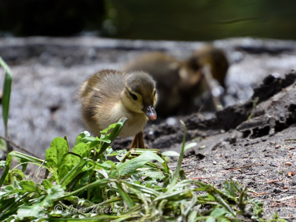Ein Dankeschön und junges Mandarinentenfamilienglück